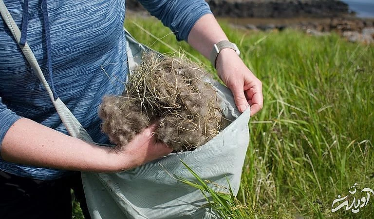 گران‌ترین پر جهان از کجا تهیه می‌شود؟ (+عکس)